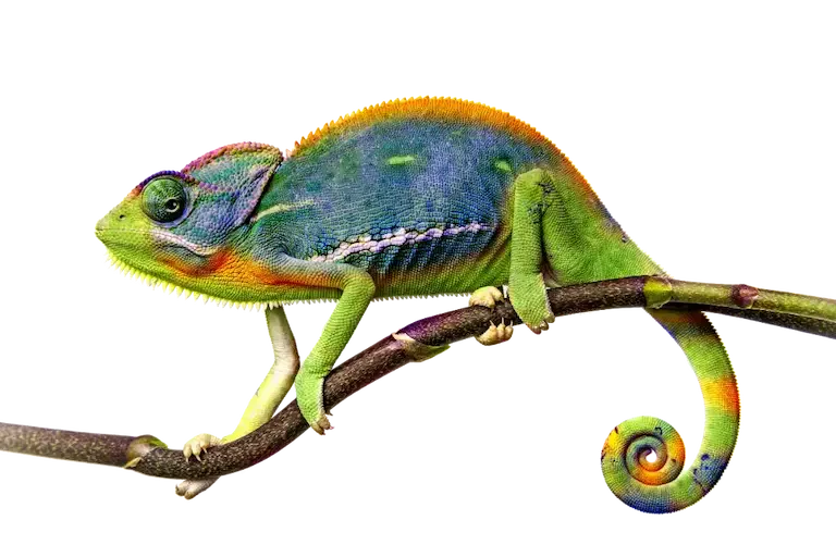 cadett ELSA anpassar sig likt en kameleont