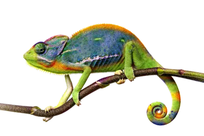 cadett ELSA anpassar sig likt en kameleont